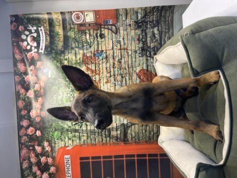 Belçika kurdu dişi yavrumuz @petclubadanaa