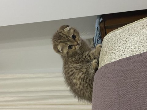 Golden tabby özel ırk british shorthair