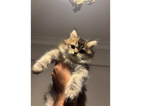 2 aylık oyun delisi british longhair