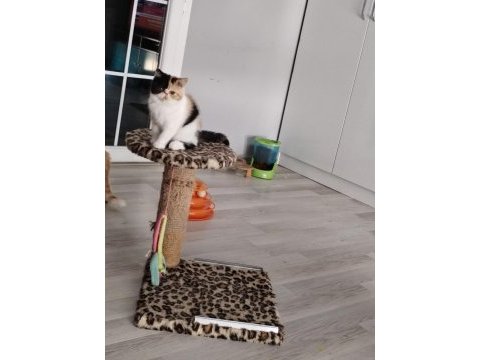 Cfa kayıtlı anne ve baba yavru kedimiz