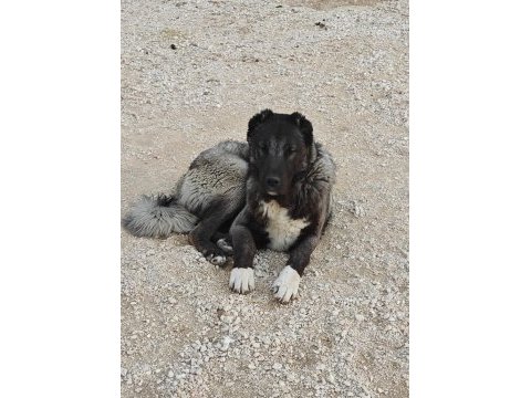 Kurt boğan kangal