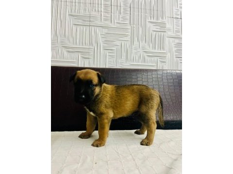 Malinois yavrular