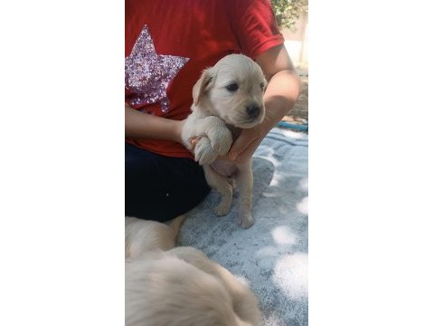 Çok güzel golden retriever bebekler