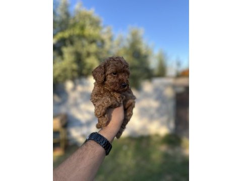 Sağlık ve ırk garantili toy poodle yavrularımız 
