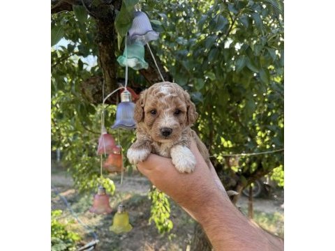 Maltipoo babyface yavrularımız