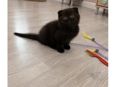 2 aylık erkek bebek scottish fold