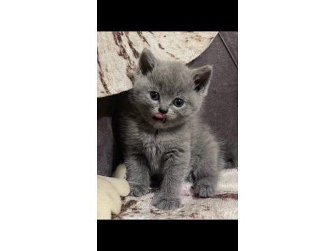 British shorthair