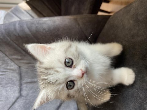 Sahibinden exotic shorthair yavrusu