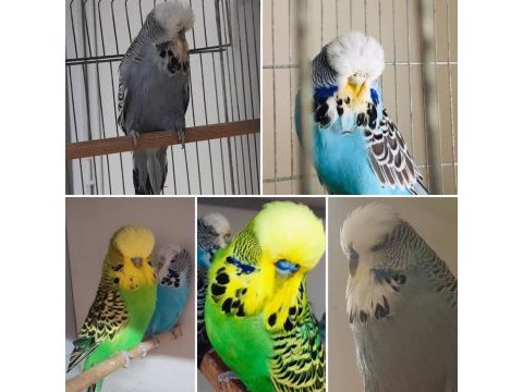 Üst vasıflı a kalite show jumbo muhabbet kuşları adana
