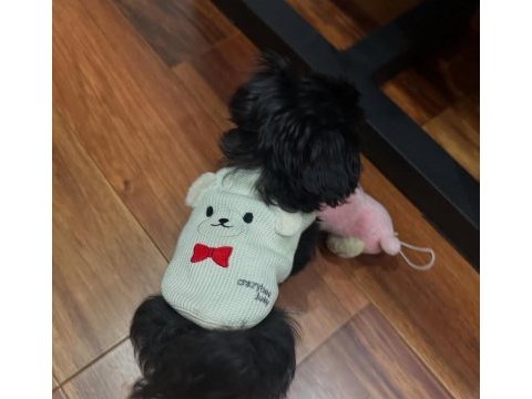 Uyguna black maltipoo yavru