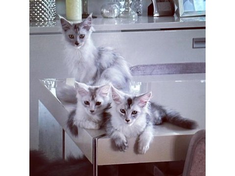 Safkan şecereli maine coon
