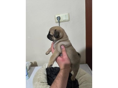 Pollyynin bebekleri yeni evine gitmeye hazır pug