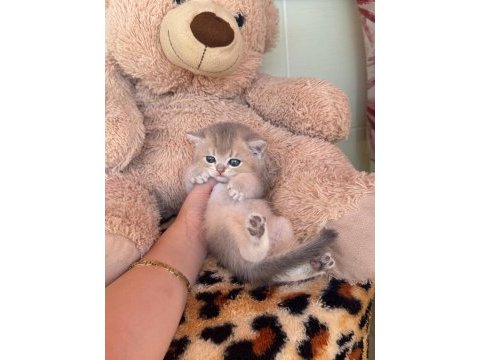 Safkan british shorthair erkek bebekler