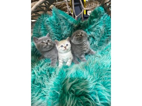 Güzel yavru kedilerimiz yeni yuvalarını arıyor
