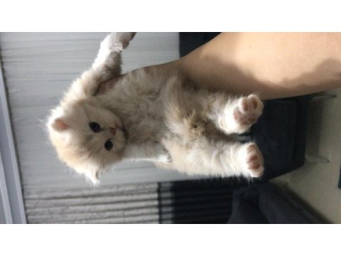 Chinchilla 2 erkek yavru