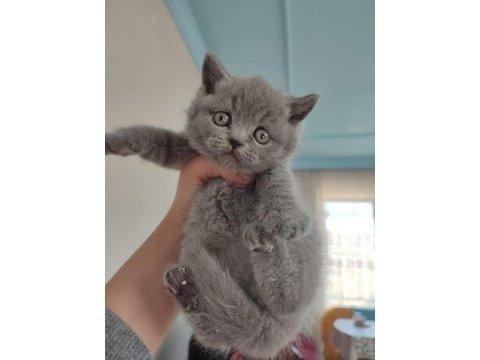 Top kafa ayıcık surat british shorthair