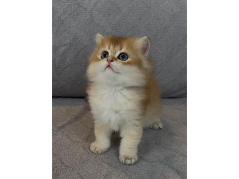 Yakışıklı safkan bir golden british longhair prens