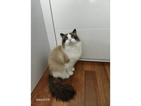 Hazır ragdoll erkek 2 yaşında
