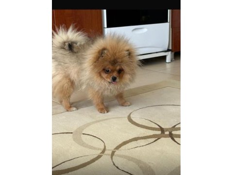 2 kız 1 erkek pomeranian portekiz lizbon berlin