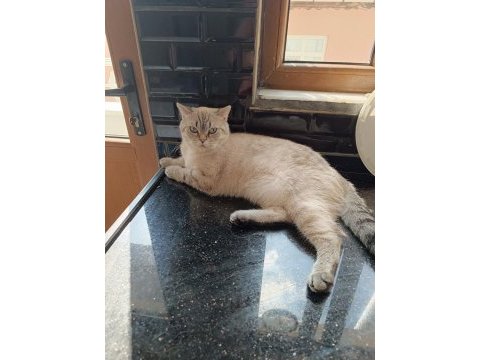 Lynx bitiş short hair blu point damızlık dişi