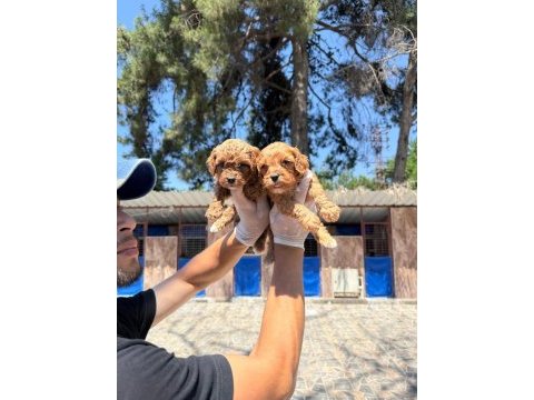 Toy poodle yavrularımız çiftliğinden