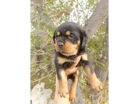 A kalite rottweiler yavrular