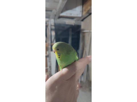 Ele alıştırmalık yavru muhabbet kuşumuz
