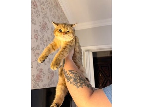 British shorthair erkek golden ny24 4 aylık yavrumuz