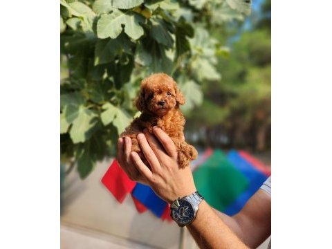Poodle ailemize katılmak istemezmisiniz