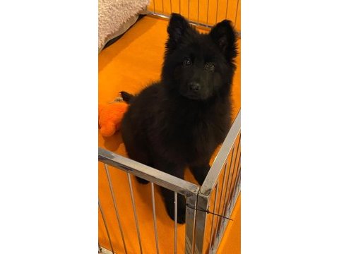 Solid black alman çoban köpeği yavruları