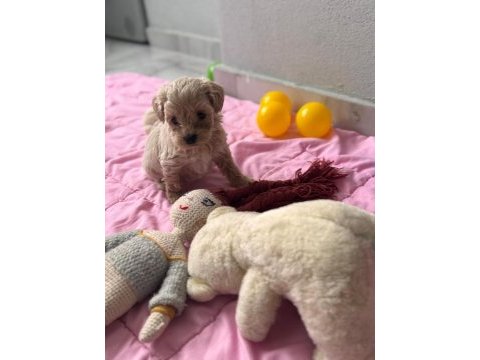 Maltipoo yavrular