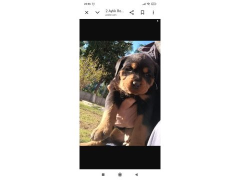 2 aylık dişi rottweiler yavrular