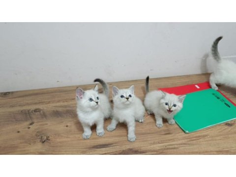 British shorthair bebekler