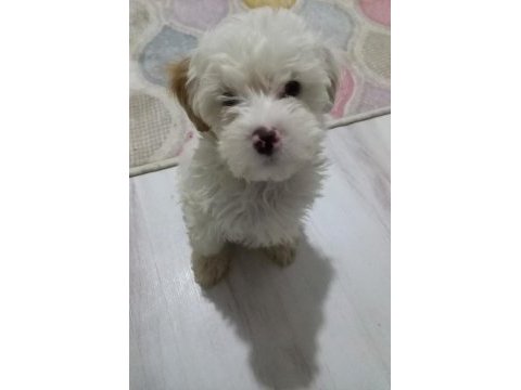 Maltipoo 3 aylık yavru