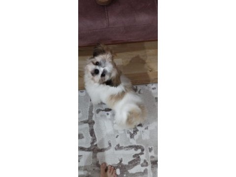 4 aylık aşıları tamam çipli shih tzu