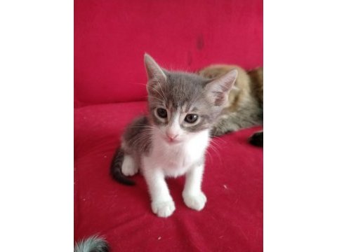 Bebek kedinin sonu barınak olacak