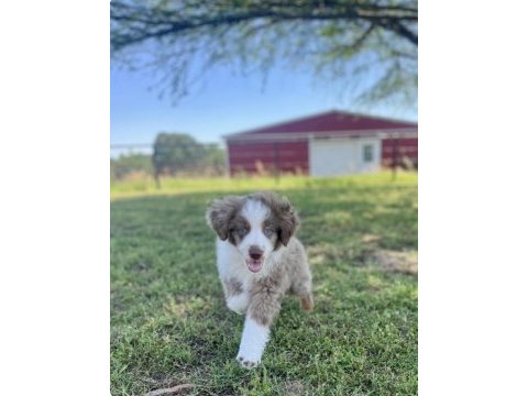 Nadiren red merle renkli gözlü border collie