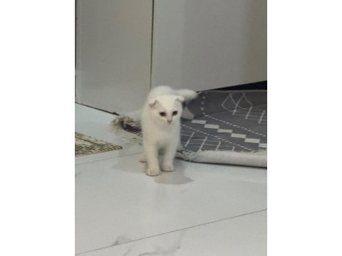 Scottish fold 3 aylık