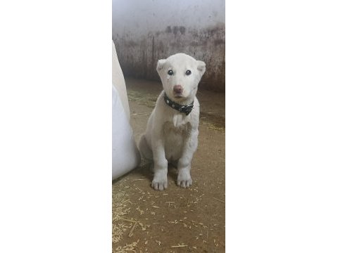 Orjinal erkek akbaş yavru