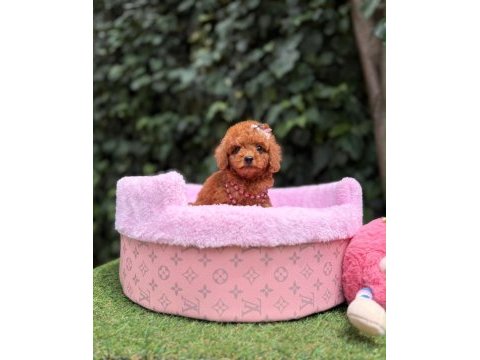 Orjinal teacüp poodle 