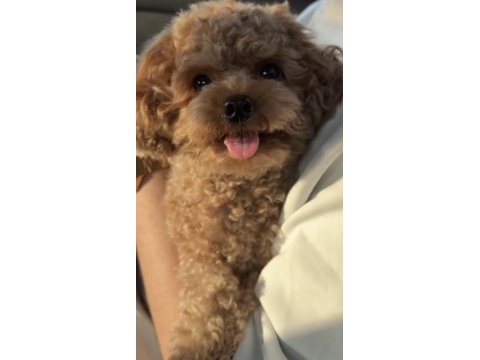 Toy poodle eğitimli