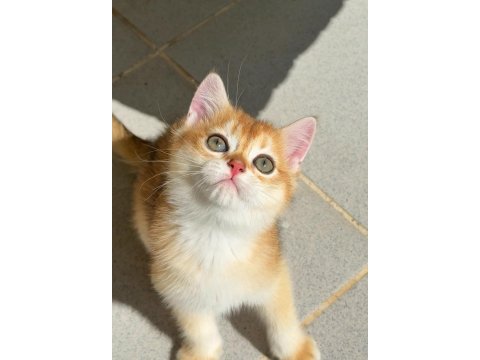 Uyguna golden british shorthair yavrular