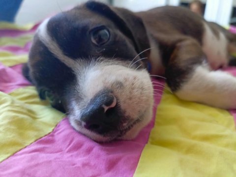 Elizabeth beagle erkek son 1 adet
