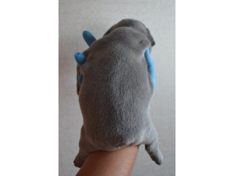 Blue french bulldog yavruları en iyi renk skadası