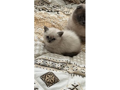 2 aylık anne baba şecereli british blue point