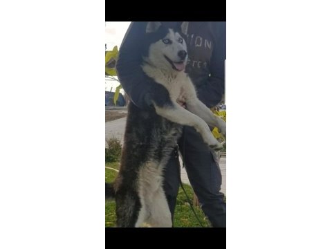 Maviş gözlü safkan erkek husky yavru
