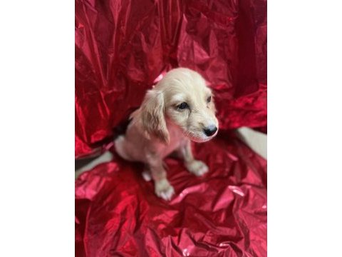 Antalya ingiliz cocker köpeğimiz