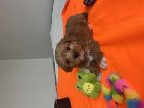 Poodle ayarında maltipoo yavrularımız