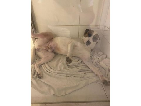 Çok uysal bir köpektir yuva arıyor