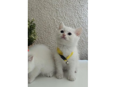 British shorthair pamuk beyazı yavrular